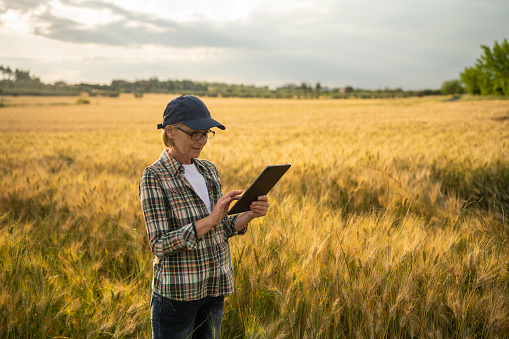 Mature female agronomist working on digital tablet in a wheat field