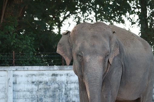 beautiful thai elephant