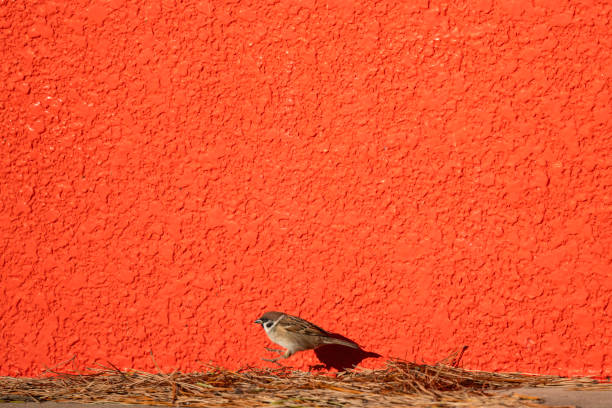 Wild birds that live in Japan