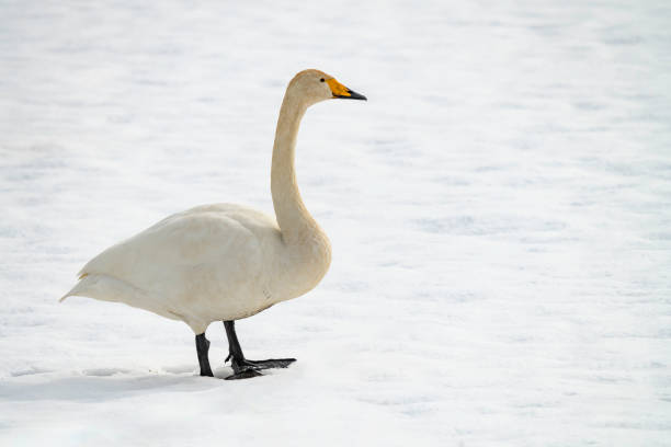 istock swan walking on the snow 2009548590