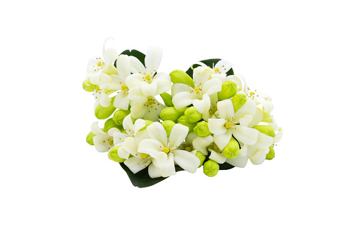 Orange Jasmine or Murraya Paniculata (white flowers) with isolated on white background