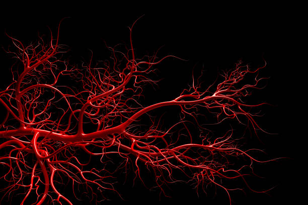 istock Vascular system - blood vessels on black - medical illustration 2009552796