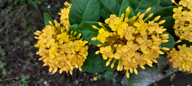 Yellow Ixora with green leaf