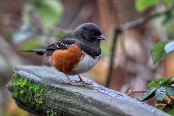 istock Spotted Towhee bird, Vancouver, BC, Canada 2009571132