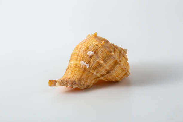istock close-up natural sea shells on white background 2009579463