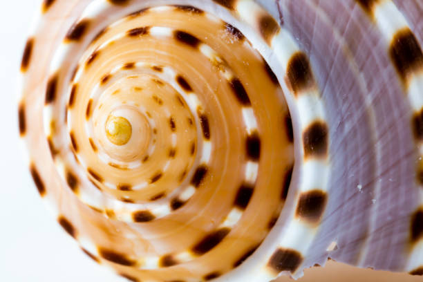 close-up natural sea shells on white background