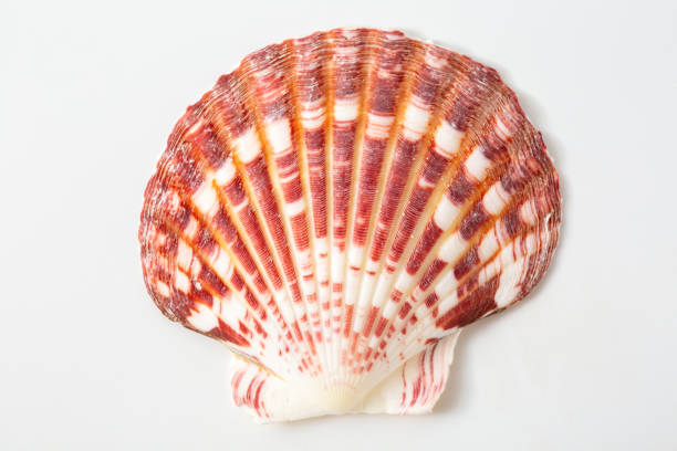 istock close-up natural sea shells on white background 2009579477