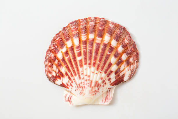 istock close-up natural sea shells on white background 2009579485