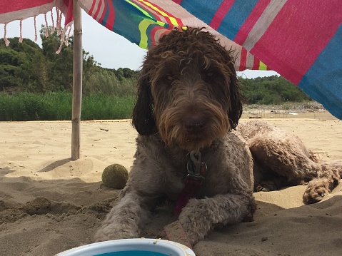 Portrait of a dog on the beach