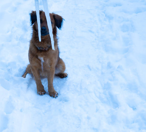 A Brown Dog Sitting on Snow-Covered Ground with a Leash.