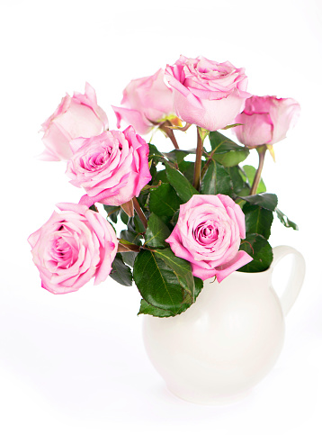 Rose flower with clipping path, side view. Beautiful roses on stem with leaves isolated on white background.