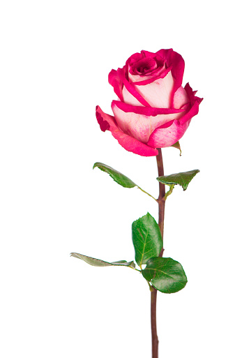 Pink rose flower with clipping path, side view. Beautiful single red rose flower on stem with leaves isolated on white background.