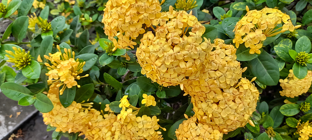 Yellow forsythia in the garden
