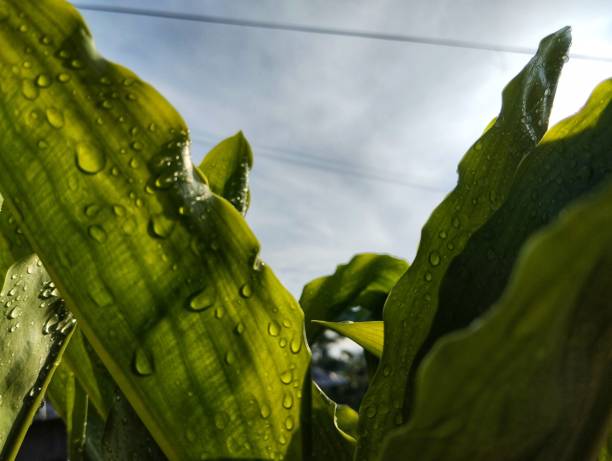 Dropwater on green leaves with blue sky background