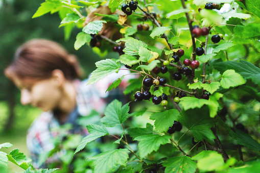 Mid adult woman picking black currant at garden