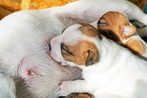 Cute newborn Jack Russell Terrier puppy wets his mother's nipple