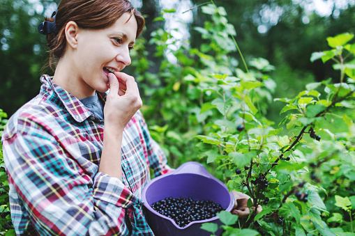 Mid adult woman picking black currant at garden