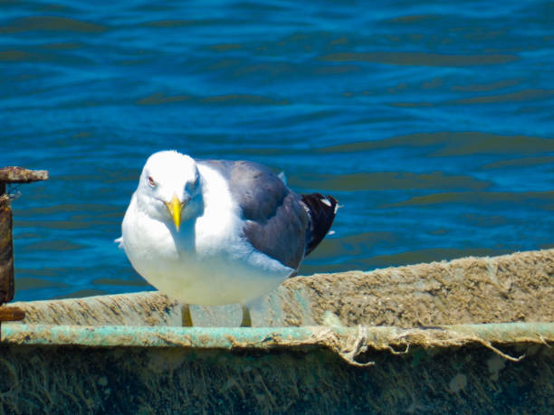 istock Magnificent yellow-legged gull (Larus michahellis) which is quietly installed on a boat on the Mediterranean sea near Port-Saint-Louis-du-Rhône in Provence in France 2009619011