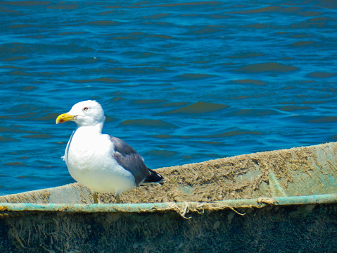 Photo of a magnificent yellow-legged gull (Larus michahellis) which is quietly installed on a boat on the Mediterranean sea. This bird photograph was taken near Port-Saint-Louis-du-Rhône in Provence in France.