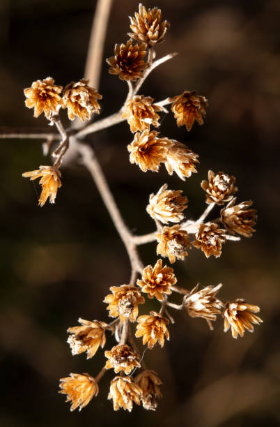 istock Closeup of dry grass flowers 2009644399