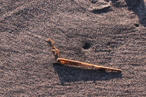 istock ghost shrimp animal on beach sand 2009651660