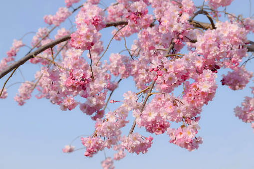 Weeping cherry tree in  Japanese garden.\nSakura flowers .