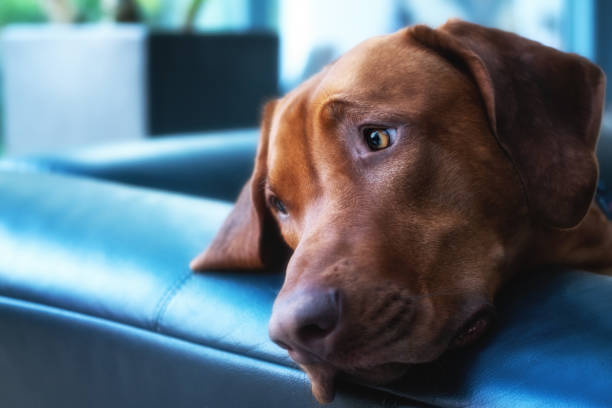 A relaxed brown dog lounges on a vibrant blue couch.