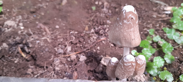 Crawled out of the soil coprinus comatus mushrooms growing in the garden. Anti alcoholic mushroom.