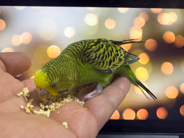 istock Feeding, talking and living environment of the cute budgie 2009687279