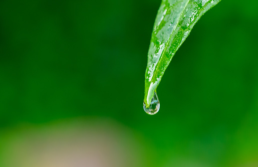 Rain water droplet flows from leaf, isolated view on green blurry background
