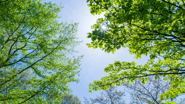 istock Fresh green forest and sunbeams 2009691293
