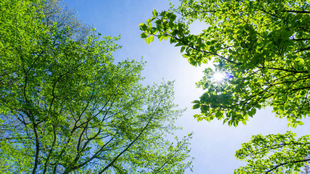 istock Fresh green forest and sunbeams 2009691304
