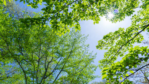 istock Fresh green forest and sunbeams 2009691312