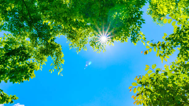 istock Fresh green forest and sunbeams 2009691315