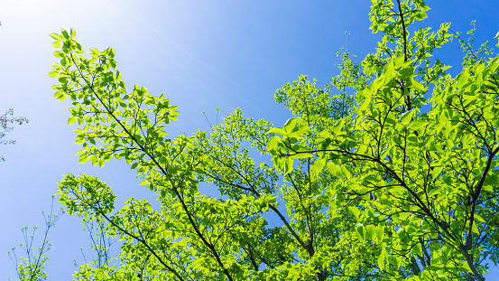 Fresh green forest and sunbeams