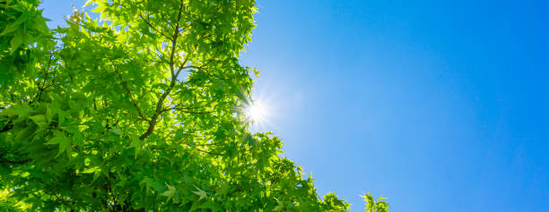 istock Fresh green forest and sunbeams 2009691325