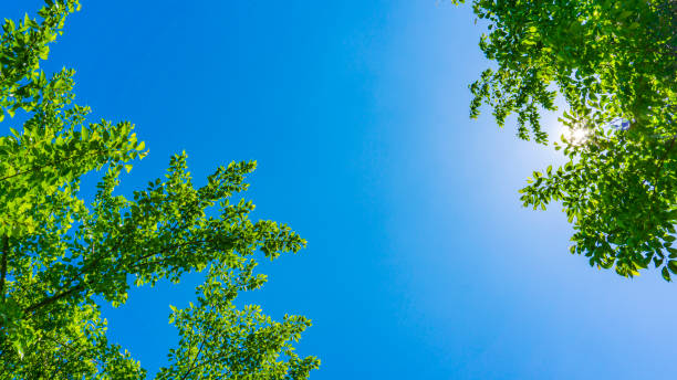 Fresh green forest and sunbeams