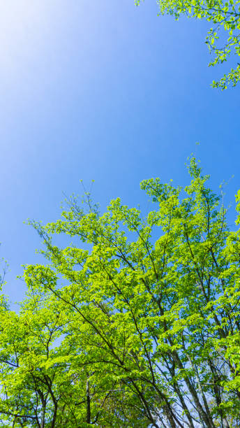 istock Fresh green forest and sunbeams 2009691346