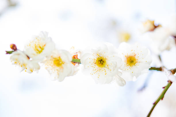 White Japanese plum flowers blossoming in winter.