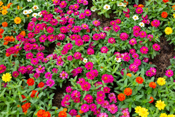 istock Zinnia flower in the garden 2009701598