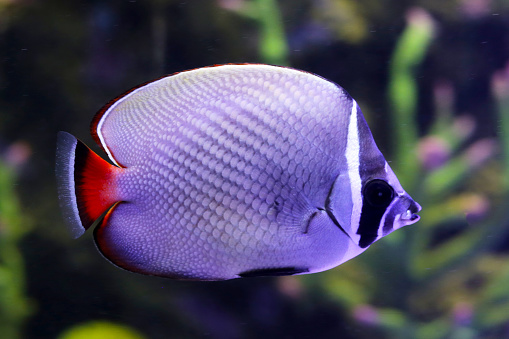 Redtail butterflyfish in aquarium water