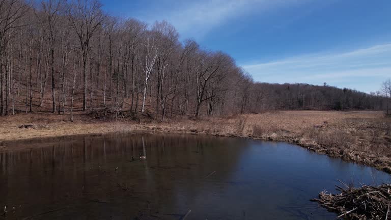 waterfowl and beaver dam on a tacit pond near forests and fields in northeastern united states woodlands. Autumn season with leaves fallen in natural scenery.