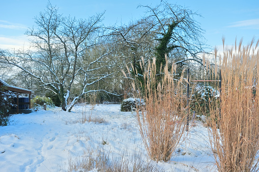 Snow-covered natural park with trees, shrubs and tall miscanthus.