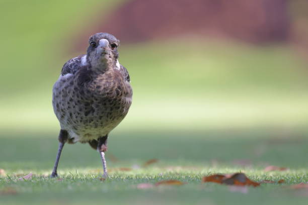Australian magpie juvenile eating by human hand, feeding bread to bird in park in Australia, closeup selective focus.