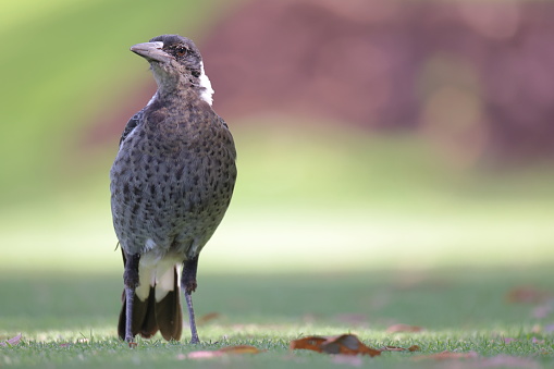 Shallow depth of field photo of young, juvenile, immature Australian magpie sitting on short green grass.  In contrast to the adults that are colored black and white, juvenile/immature magpies have a browner appearance.