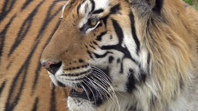 Close view of a tigers head
