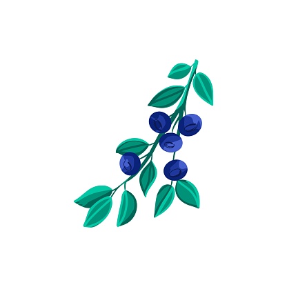 ?bstract blueberry branch. Floral print. Sketch sweet fruit and leaves. Vector cartoon minimalistic.