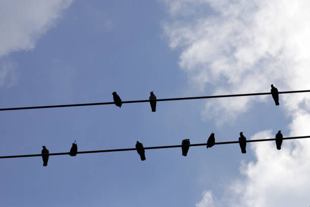istock Silhouette birds on wire cable against blue sky 2009744688