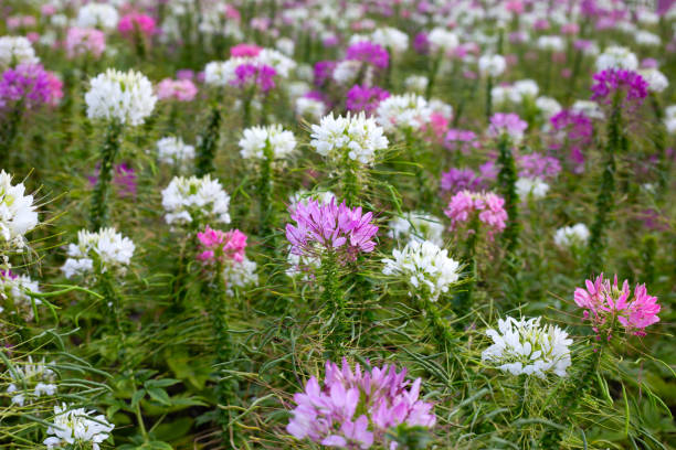 istock Cleome spinosa flower in the park 2009751631