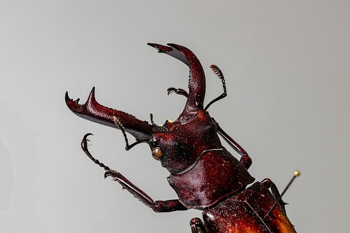 A stag beetle with big mandibles